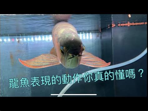 龍魚擋災|【龍魚擋災】龍魚擋災不可信？揭秘養魚的風水迷思